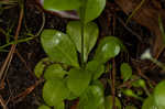 Seaside brookweed <BR>Water pimpernel